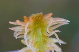 Attēlu rezultāti vaicājumam “Sphagnum tenellum”