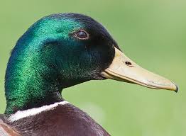 Attēlu rezultāti vaicājumam “Anas platyrhynchos male”