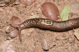 Attēlu rezultāti vaicājumam “Limax maximus”