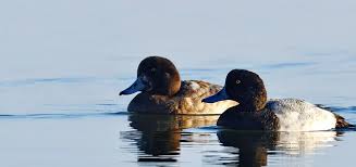 Image result for Aythya marila