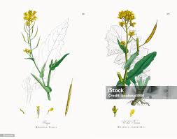 Attēlu rezultāti vaicājumam “Brassica napus”