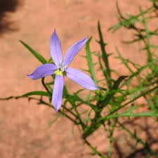 Attēlu rezultāti vaicājumam “Lobeliaceae”