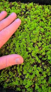Attēlu rezultāti vaicājumam “Dicranum polysetum sporophyte”