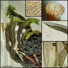 Attēlu rezultāti vaicājumam “Orthotrichum diaphanum sporophyte”