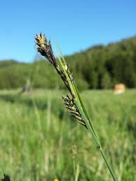 Attēlu rezultāti vaicājumam “Carex buxbaumii”