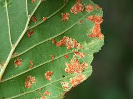 Attēlu rezultāti vaicājumam “Acalitus longisetosus”