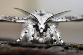 Attēlu rezultāti vaicājumam “Cerura vinula”