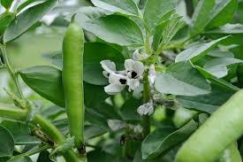 Attēlu rezultāti vaicājumam “Vicia faba”