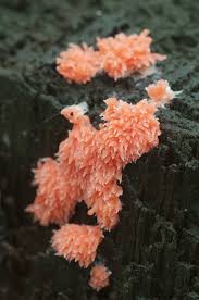 Attēlu rezultāti vaicājumam “Tubifera ferruginosa (subsp. ferruginosa) macro”