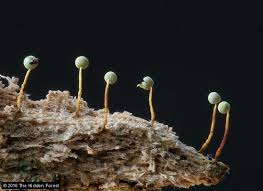 Attēlu rezultāti vaicājumam “Physarum murinum spores”