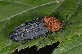 Attēlu rezultāti vaicājumam “Oiceoptoma thoracicum”