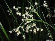 Attēlu rezultāti vaicājumam “Luzula luzuloides fruit”