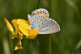 Attēlu rezultāti vaicājumam “Plebejus argyrognomon”