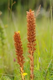 Attēlu rezultāti vaicājumam “Orobanche elatior”