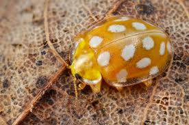 Attēlu rezultāti vaicājumam “Halyzia sedecimguttata”