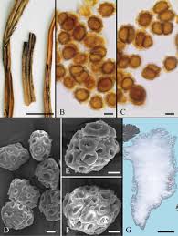 Attēlu rezultāti vaicājumam “Sphacelotheca hydropiperis”
