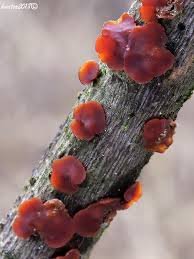 Attēlu rezultāti vaicājumam “Cytidia salicina”