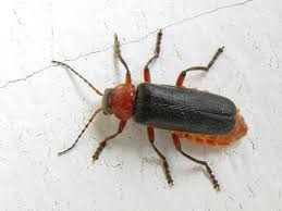 Attēlu rezultāti vaicājumam “Cantharis rustica”