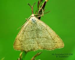 Attēlu rezultāti vaicājumam “Polypogon tentacularius male”