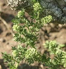 Attēlu rezultāti vaicājumam “Enteridium liceoides”