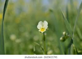 Attēlu rezultāti vaicājumam “Viola arvensis flower”