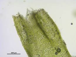 Attēlu rezultāti vaicājumam “Cephalozia bicuspidata”