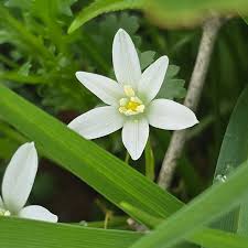Attēlu rezultāti vaicājumam “Ornithogalum umbellatum flower”