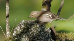 Attēlu rezultāti vaicājumam “Fringilla coelebs nest”