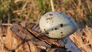 Attēlu rezultāti vaicājumam “Larus ridibundus eggs”
