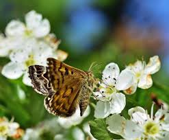 Attēlu rezultāti vaicājumam “Callistege mi”