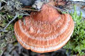 Attēlu rezultāti vaicājumam “Pycnoporellus fulgens”