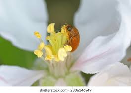 Attēlu rezultāti vaicājumam “Byturus ochraceus”