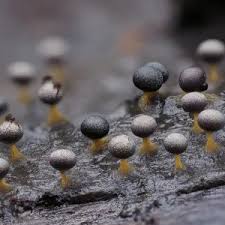 Attēlu rezultāti vaicājumam “Physarum psittacinum young”