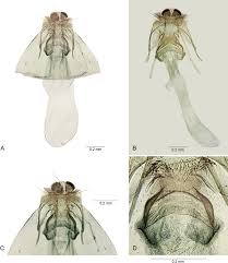 Attēlu rezultāti vaicājumam “Tischeria complanella larva”