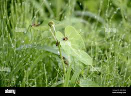 Attēlu rezultāti vaicājumam “Eurydema dominulus imago”