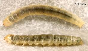 Attēlu rezultāti vaicājumam “Acleris forsskaleana”