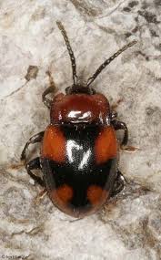 Attēlu rezultāti vaicājumam “Endomychidae”