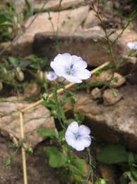 Attēlu rezultāti vaicājumam “Linaceae”
