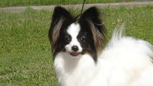 Image result for papillon