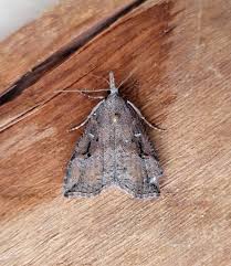 Attēlu rezultāti vaicājumam “Hypena rostralis”