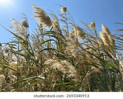 Attēlu rezultāti vaicājumam “Phragmites communis flower”
