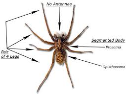 Attēlu rezultāti vaicājumam “Arachnida”