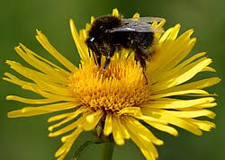 Attēlu rezultāti vaicājumam “Inula salicina leaf”