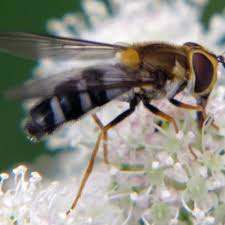 Attēlu rezultāti vaicājumam “Leucozona glaucia”