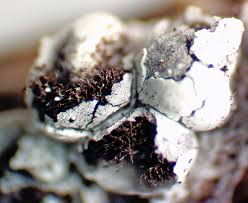 Attēlu rezultāti vaicājumam “Badhamiopsis macrospora sessile”