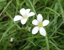 Attēlu rezultāti vaicājumam “Saxifraga granulata flower”