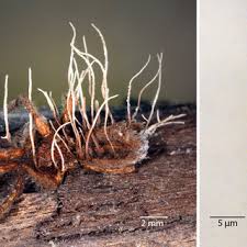 Attēlu rezultāti vaicājumam “Torrubiella arachnophila”