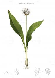 Attēlu rezultāti vaicājumam “Allium ursinum”