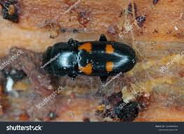 Attēlu rezultāti vaicājumam “Glischrochilus quadripunctatus imago”