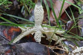 Attēlu rezultāti vaicājumam “Badhamia lilacina”